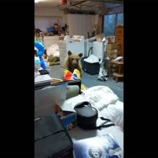 Медведь забрался в гараж ради собачьего корма