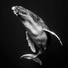 Гиганты: поразительные фотографии горбатых китов