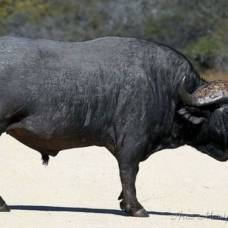 Африканский, или черный буйвол (лат. syncerus caffer)