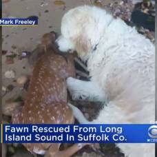 Собака спасла тонущего олененка