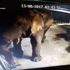 Голодный слон разграбил склад с дурианом