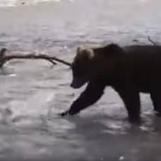 Охоту ленивого медведя сняли на видео