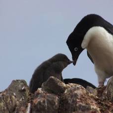 В антарктиде умерли тысячи птенцов пингвинов адели