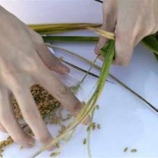 Китайские агрономы вырастили рис в соленой воде