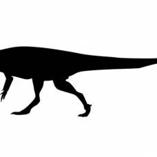 В южной африке найдены следы хищного динозавра рекордного размера