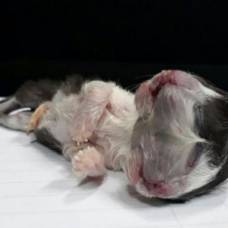 В колумбии родился двумордый котенок