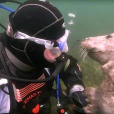 Морской котик поцеловал дайвера в щеку