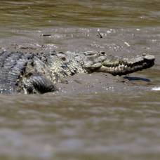 охота крокодила на реке мара