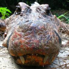 Биологи: на наших глазах рождается вид оранжевых карликовых пещерных крокодилов