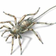 Палеонтологи описали древнего паука с огромным хвостом