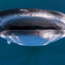 В австралии гигантская китовая акула подплыла под лодку с туристами