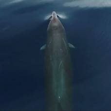 Редкие киты впервые сняты с дрона: видео