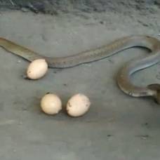 Испуганная кобра выплюнула три яйца