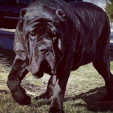 Самый большой щенок в мире