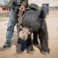 Одна из последних пляшущих медведиц в непале погибла в грязи и тесноте