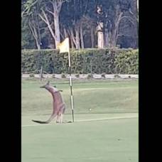 Молодой кенгуру попытался соблазнить флажок на поле для гольфа