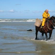 В остдёйнкерке (бельгия) лошади бороздят океан, а не поля…