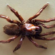В возрасте 43-х лет умер старейший паук на земле