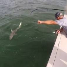 Гигантский групер проглотил пойманную рыбаками акулу