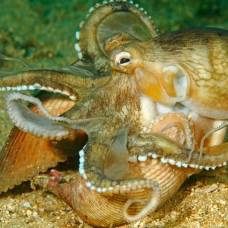 Биологи разгадали механизм драматичного самоуничтожения самок осьминогов