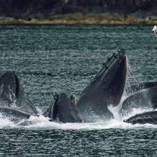 Горбатые киты перестали петь песни рядом с морскими судами