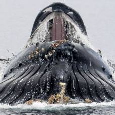 Ученые сняли на видео уникальную охотничью хитрость китов