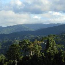 Экологи выяснили, что позволяет тропическим лесам сохранять свое биоразнообразие