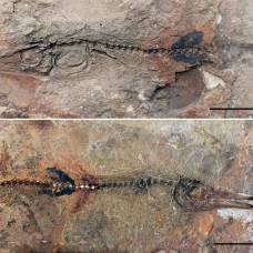 Как мальчик нашел скелет рыбы возрастом 90 млн лет