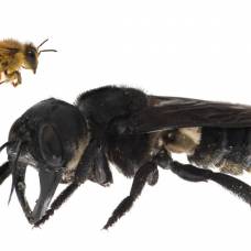 Крупнейшая в мире пчела найдена в индонезии