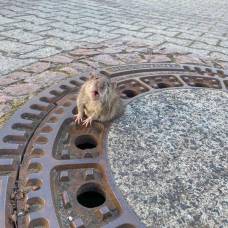 История спасения упитанного крысёнка, застрявшего в канализационной решётке