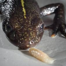 Настоящие саламандры жуют с помощью нёба