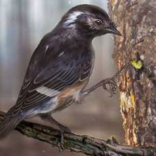 В янтаре найдены останки древней птицы с аномально длинными пальцами
