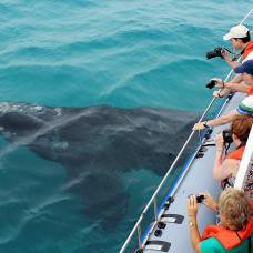Оказывается, самки южных гладких китов издают тихие звуки