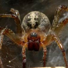 Лабиринтовый паук, или агелена лабиринтовая (лат. agelena labyrinthica)