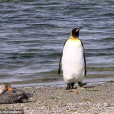 Как королевский пингвин от утки убегал