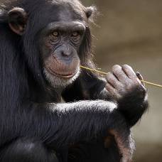 Дети и обезьяны используют для общения одни и те же жесты