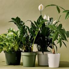 Ученые: комнатные растения не улучшают воздух в помещении