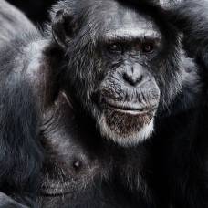 Человекообразные обезьяны прошли тест на "теорию разума"