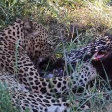Как леопард дикобразом пообедал