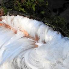 Из-За чего в лесах образуются «ледяные волосы»?