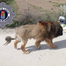 В испании сбежавший лев оказался собакой