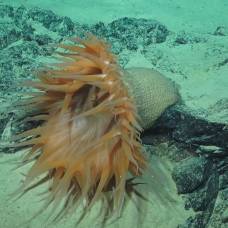 Удивительная подводная фауна у берегов австралии