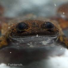 Калимантанская барбурула (лат. barbourula kalimantanensis) - лягушка без легких