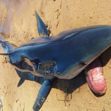 Почему акула выплевывает свой желудок