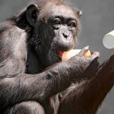 В сердце пожилых шимпанзе обнаружили кость