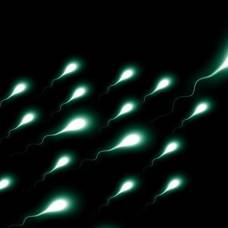 Биологи опровергли многовековые представления о движении сперматозоидов