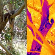 Как коалы выживают при температурах выше 30°с