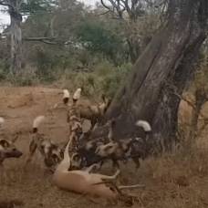 Леопард, африканские собаки и гиены в битве за импалу