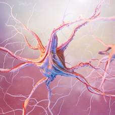 Невероятные факты о нервной системе человека