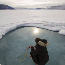 Фитопланктон может цвести под арктическим льдом